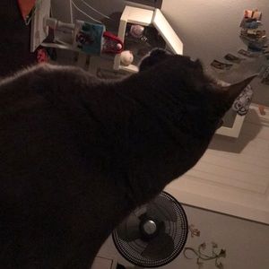 Meet your Posher, Paula